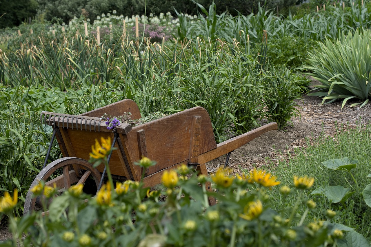 How to Create a Vegetable Patch in Your Backyard